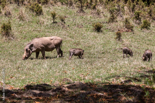 Warthog family with piglets in natural habitat Bale Mountain, Phacochoerus Aethiopicus. Ethiopia, Africa safari wildlife © ArtushFoto