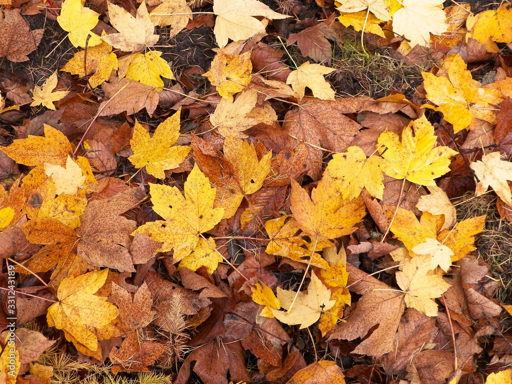 Yellow autumnal leaves as nature background.