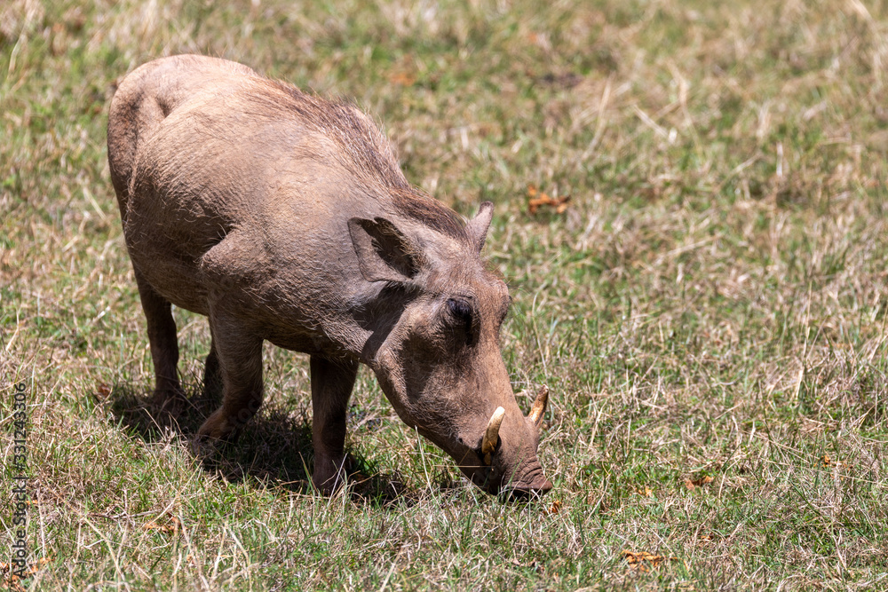 Warthog in natural habitat Bale Mountain, Phacochoerus Aethiopicus. Ethiopia, Africa safari wildlife Warthog in natural habitat Bale Mountain, Phacochoerus Aethiopicus. Ethiopia, Africa safari wildlife