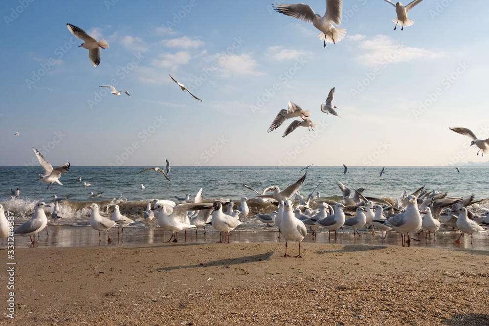 Obraz premium Seagulls and pigeons on the seashore on the beach on a sunny spring day.
