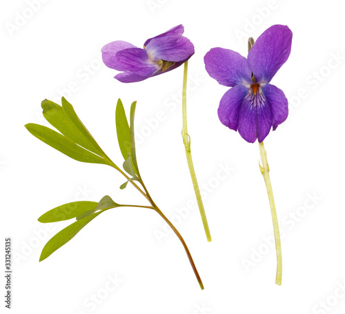 isolated blue flower Scilla on white background. spring primroses. Violet. Spring blooming. 