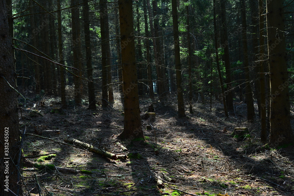 Obraz premium Wald 