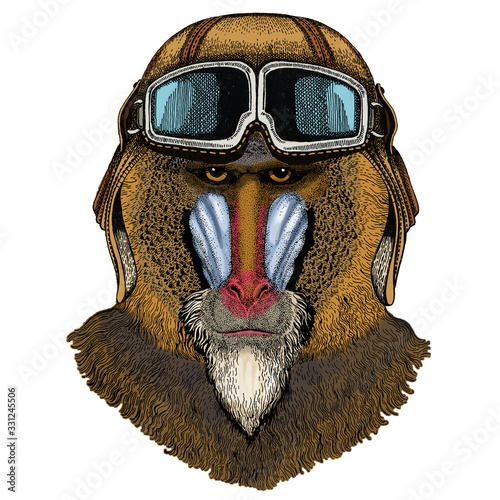 Baboon, monkey, ape. Head, portrait of animal. Vintage aviator helmet with googles. photo