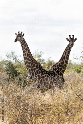 Jirafas en el parque nacional Kruger  Sud  frica.