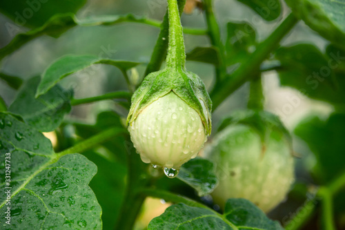 Green Thai eggplant in the garden