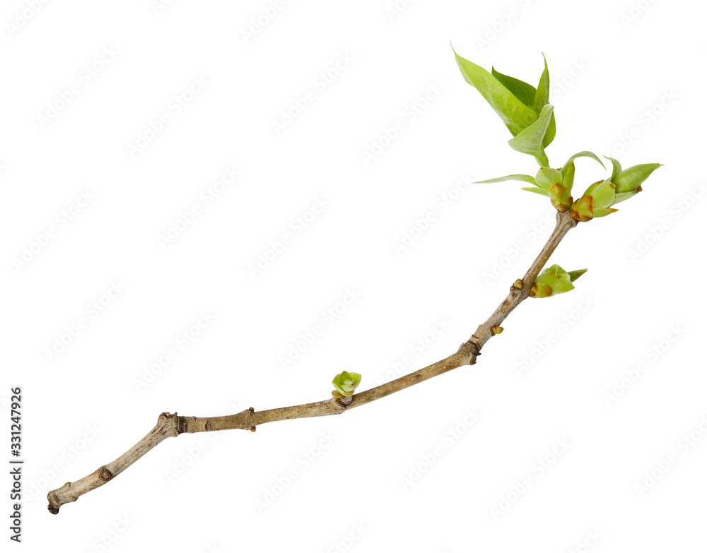 650,529 Twig Stock Photos - Free & Royalty-Free Stock Photos from