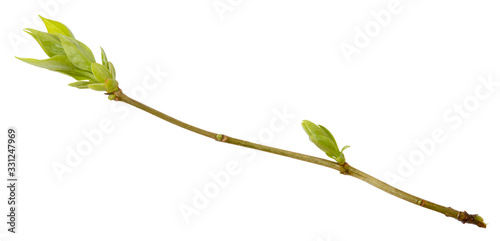 Fototapeta Young spring branch of lilac isolated on white