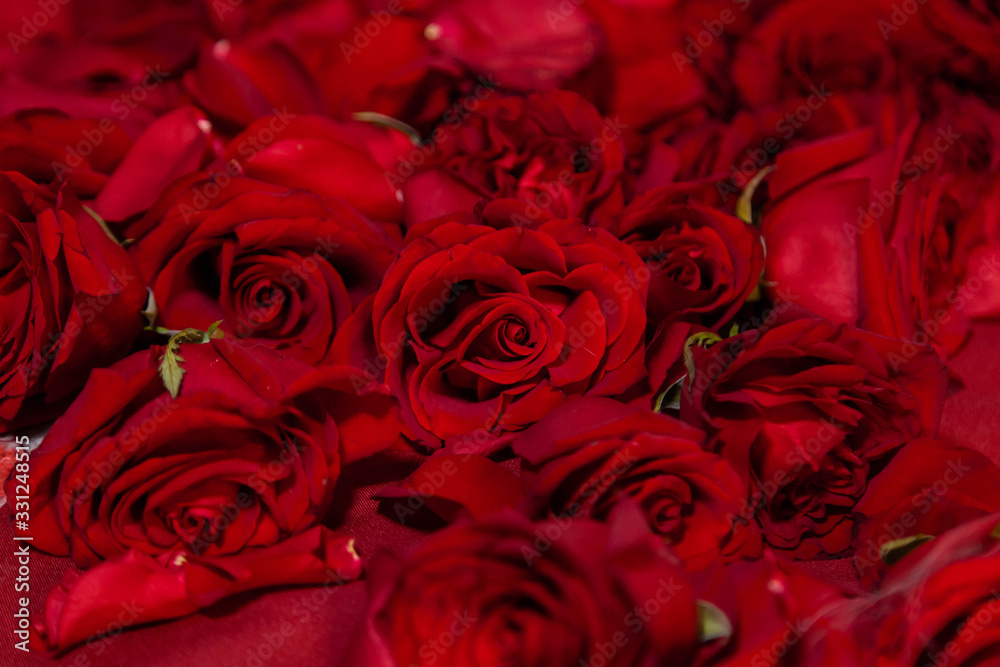 Naklejka premium Red roses close-up, texture of flowers.