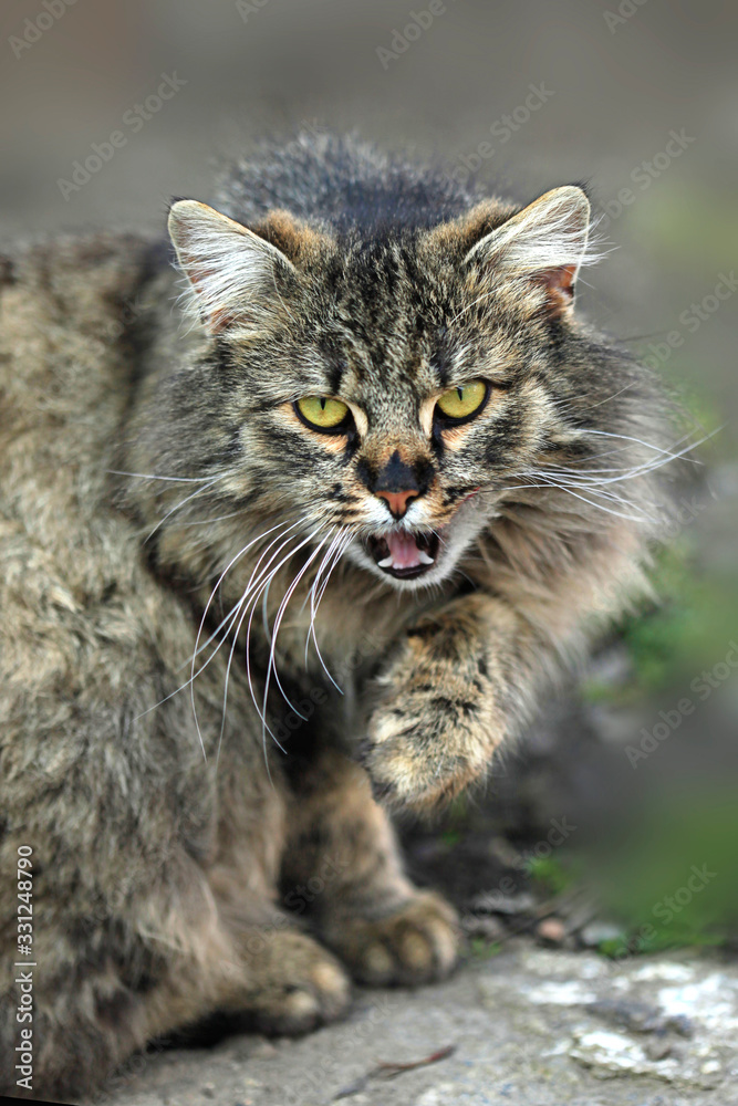 Portrait if fluffy wild cat