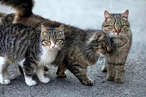 Photography Portrait if fluffy wild cat