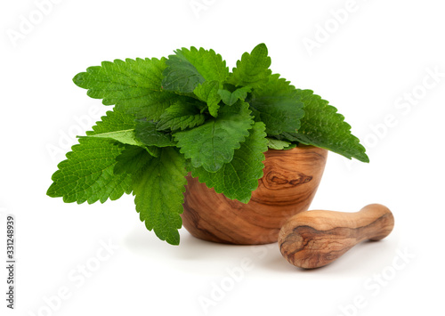 fresh bunch of lemon balm, on a white background photo