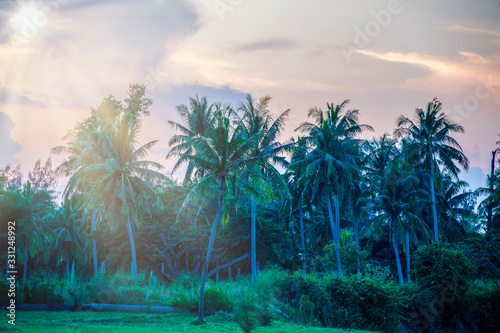 Coconut palm tree plantation in south of thailand for coconut products and marketplace