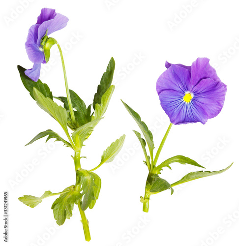 Isolated purple pansy flower on white background photo