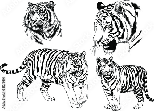 vector drawings sketches different predator , tigers lions cheetahs and leopards are drawn in ink by hand , objects with no background © evgo1977