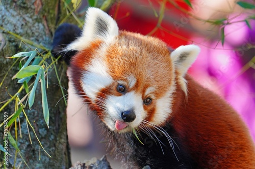 View of a Red Panda (Ailurus fulgens) in an outdoor park photo