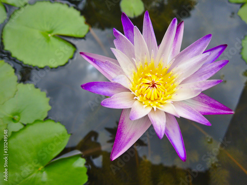 Purple lotus petals, yellow stamens in thePurple lotus petals, yellow stamens in the lotus pond during the day. lotus pond during the day.