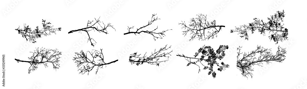 A set of tree sprigs. Vector illustration - obrazy, fototapety, plakaty 