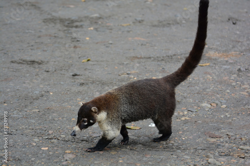 Coati photo