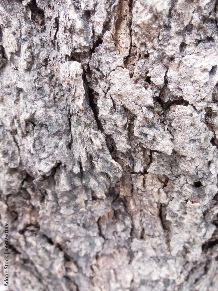 Coarse brown bark, rough surface