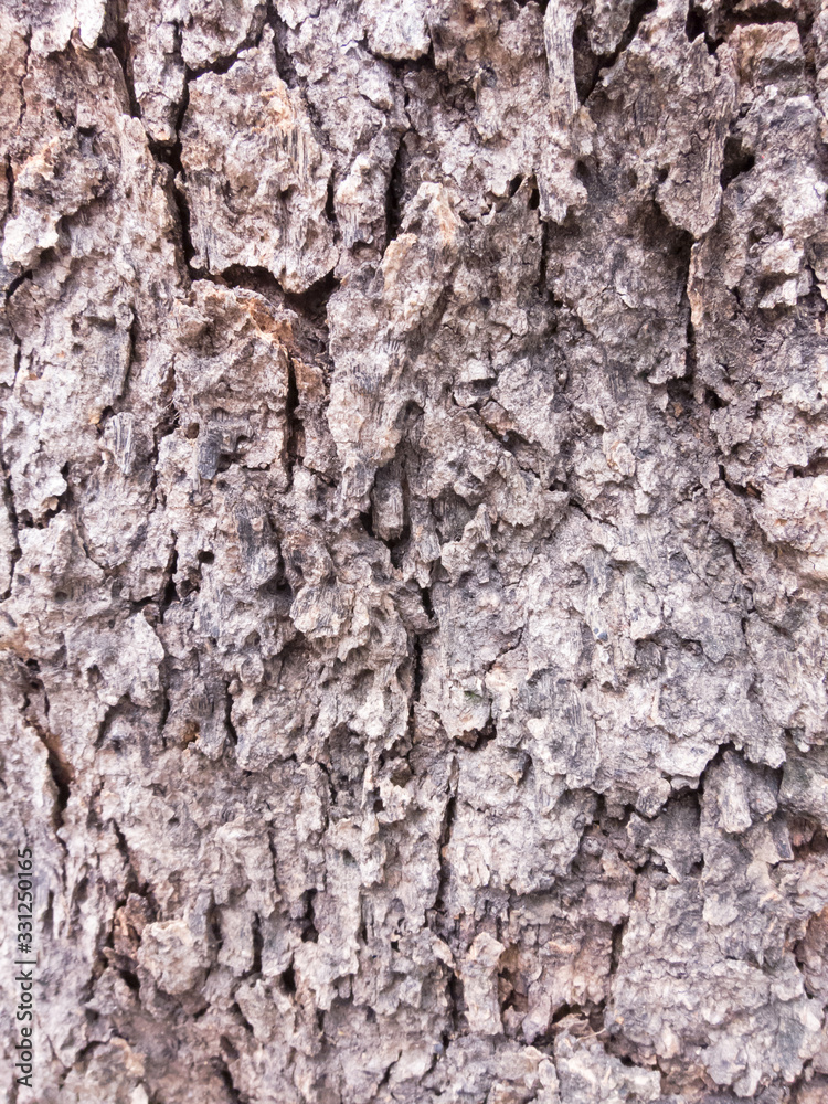 Coarse brown bark, rough surface Coarse brown bark, rough surface