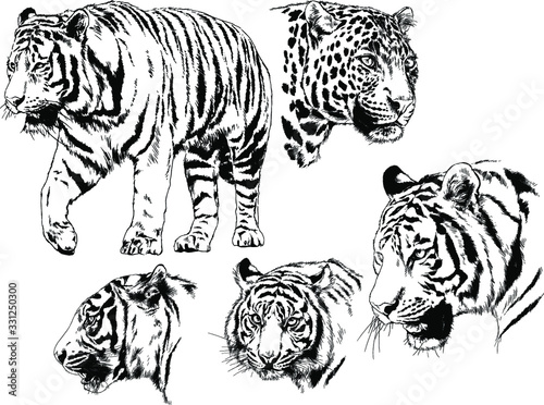 vector drawings sketches different predator   tigers lions cheetahs and leopards are drawn in ink by hand   objects with no background