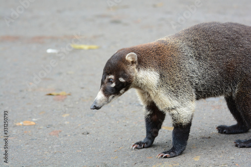 Coati