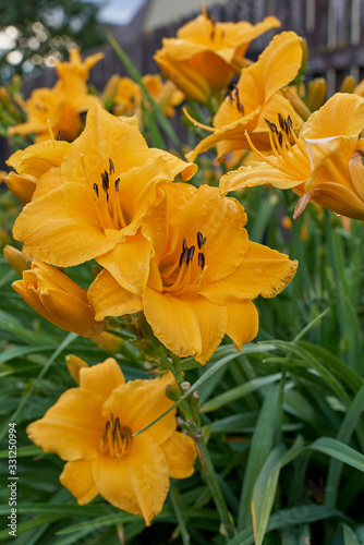 Yellow lily blossom.