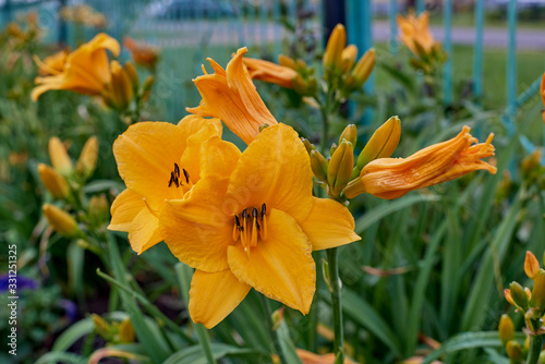 Yellow lily blossom.