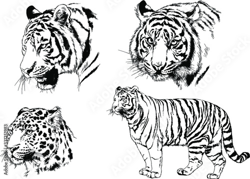 a set of vector drawings of various predators   tigers and lions  drawn in ink by hand  realistic for the logo