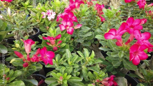 Cactus in the flower market