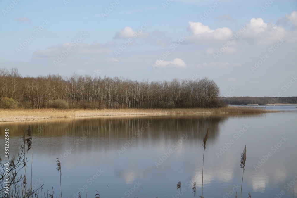 Fototapeta premium Forest swamp during springtime natural reserve
