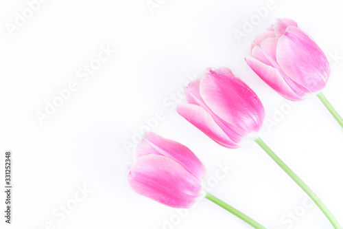 A bouquet of pink tulips is isolated on a white background. Congratulation concept card for Women's Day, mother's day, spring flowers, banner, greeting. Copy space
