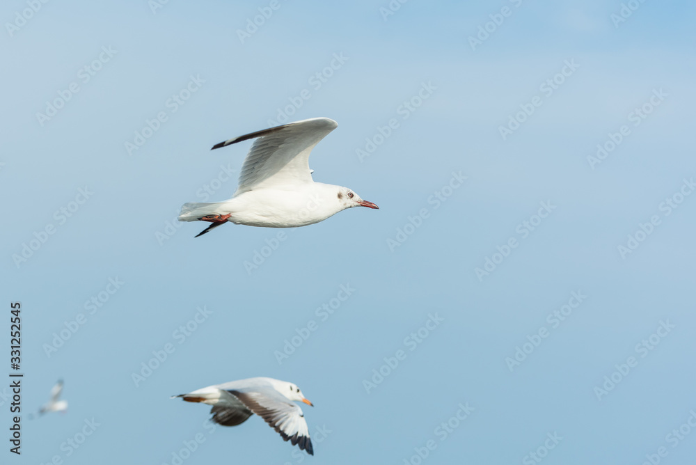 Fototapeta premium Seagulls flying in the sky