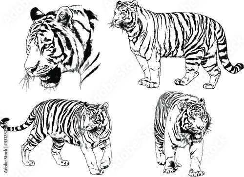 vector drawings sketches different predator   tigers lions cheetahs and leopards are drawn in ink by hand   objects with no background