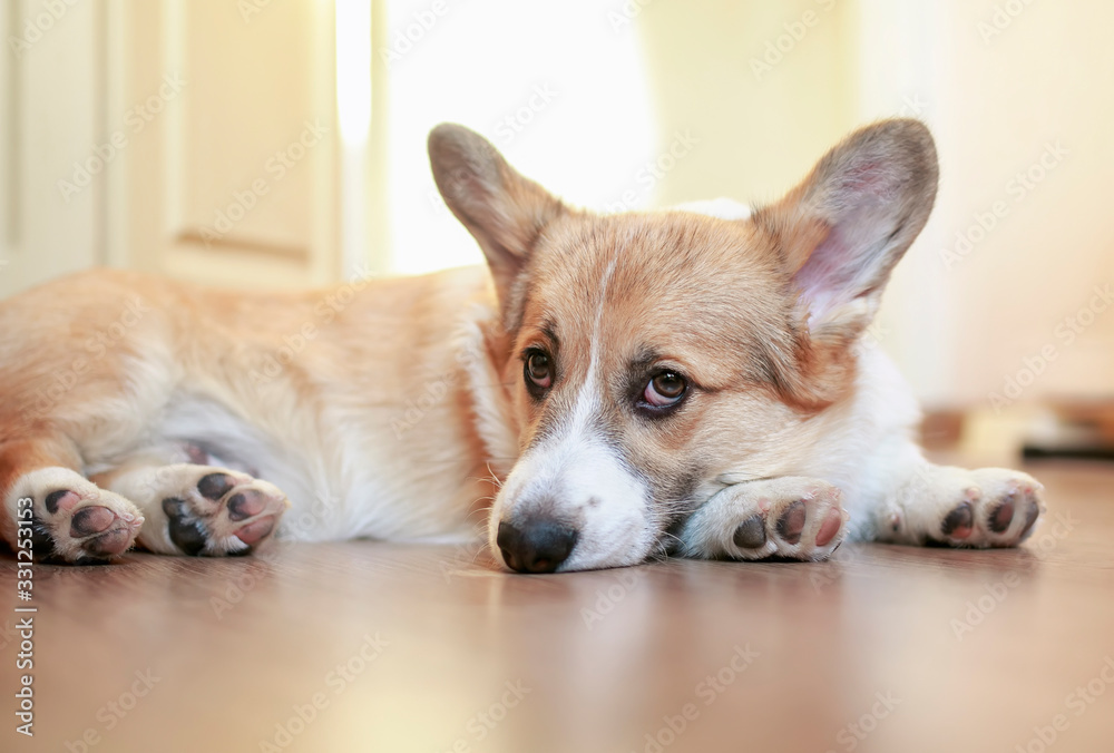 portrait of a cute puppy of a red Corgi dog with big ears lying on a wooden floor in a Sunny Golden light and looking sad portrait of a cute puppy of a red Corgi dog with big ears lying on a wooden floor in a Sunny Golden light and looking sad