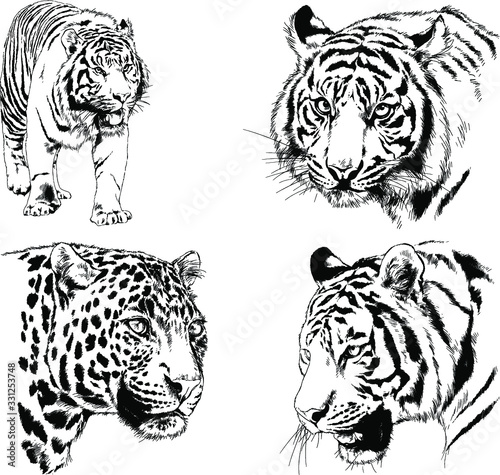 vector drawings sketches different predator   tigers  lions  cheetahs and leopards are drawn in ink by hand   objects with no background