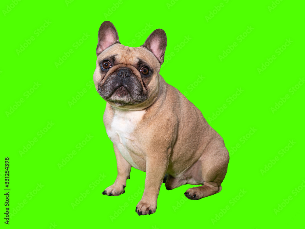 Cute french bulldog dog on chroma key green screen looking at camera