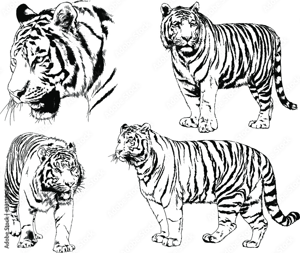 vector drawings sketches different predator , tigers, lions ,cheetahs and leopards are drawn in ink by hand , objects with no background