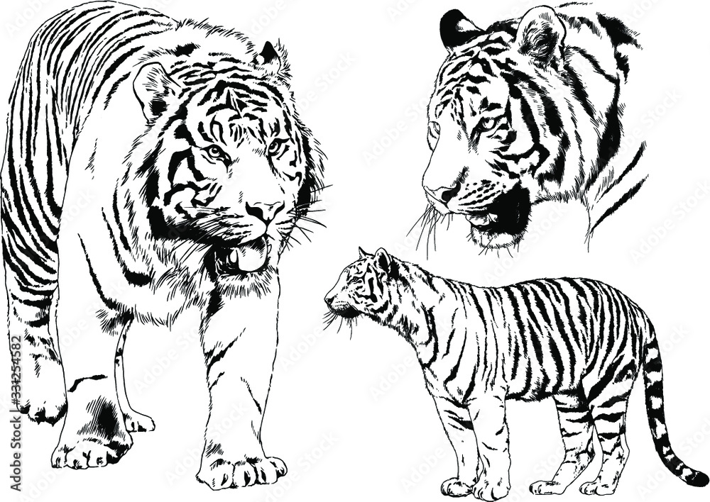 vector drawings sketches different predator , tigers lions cheetahs and leopards are drawn in ink by hand , objects with no background