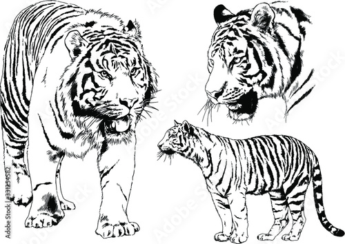 vector drawings sketches different predator   tigers lions cheetahs and leopards are drawn in ink by hand   objects with no background