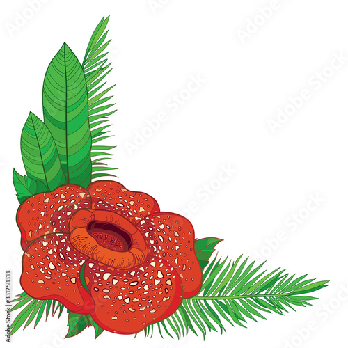 Corner bouquet of outline tropical red Rafflesia arnoldii or corpse lily flower and green palm leaf isolated on white background.