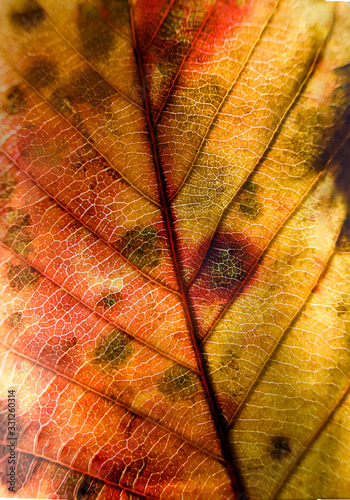 Autumn Leaf Macro