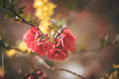 japanese quince vintage rendering with helios lens © Marc Andreu