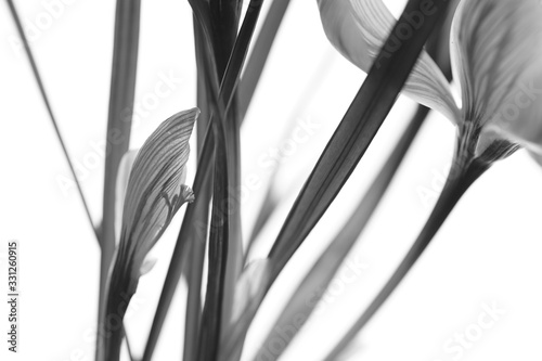 Crocus flowers bouquet. Black and white photo.