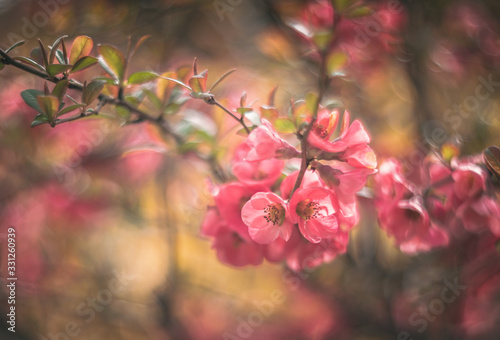 japanese quince vintage rendering with helios lens
