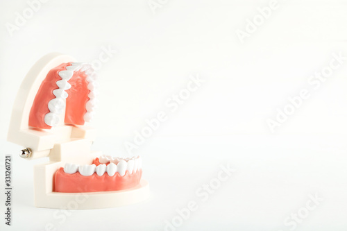 Teeth model isolated on white background