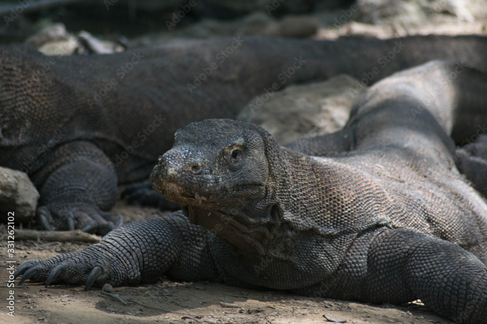 Komodo island