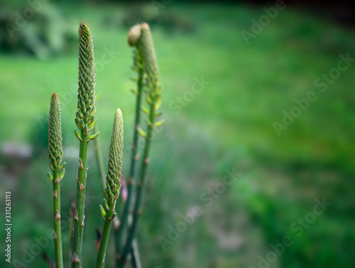 Close up of natural Aloe Vera bloom. Selective focus. Rare Aloe Vera bud on green natural background