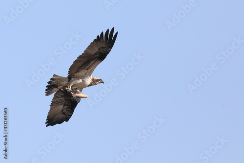 Osprey is large bird of prey © Risto