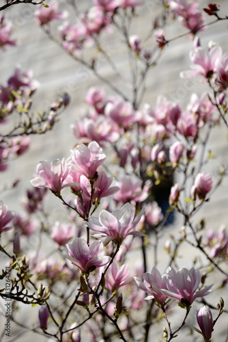 fleurs de magnolia au printemps 